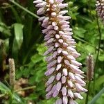 Bistorta officinalis Цветок