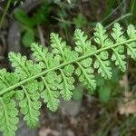 Asplenium foreziense Fuelha