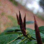 Rhododendron strigillosum Fruit