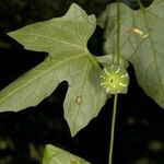 Diplocyclos palmatus Leaf