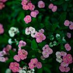 Euphorbia lophogona Blomst