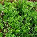 Galium anisophyllon Yeri