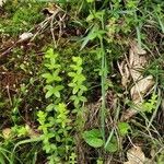 Galium scabrum Habit