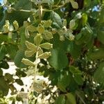 Laguncularia racemosa Froito