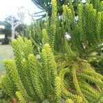 Araucaria luxurians Blad