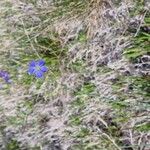 Linum lewisii Flower