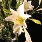 Lilium candidum Fleur