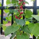 Tinospora cordifolia Fruit