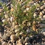 Asparagus umbellatus Habit