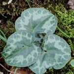 Cyclamen purpurascens Blad