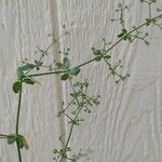 Galium pilosum Leht