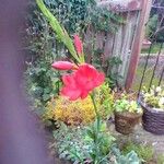 Hesperantha coccinea Kwiat