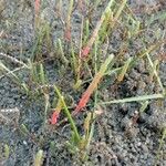 Salicornia bigelovii 葉