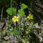 Oxalis grandis Habitus