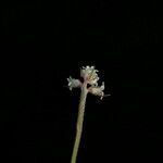 Aletris pauciflora