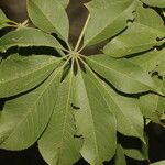 Ceiba aesculifolia Лист