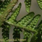 Dryopteris oreades Anders