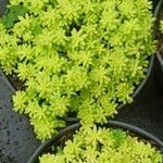 Sedum japonicum Lapas