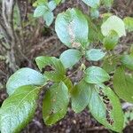 Vaccinium arboreum Folha