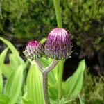 Cirsium rivulare 花