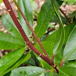 Rhododendron ponticum Rhisgl