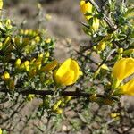 Genista scorpius Flower
