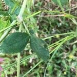 Trifolium hybridum Leaf