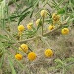Acacia nilotica Λουλούδι