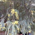 Acacia vestita फूल