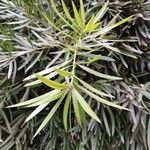 Podocarpus neriifolius Leaf