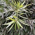 Podocarpus neriifolius Листок