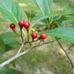 Lindera erythrocarpa Fruto