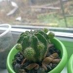 Echinopsis eyriesiiЛіст