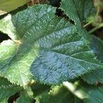 Rubus tricolor Leaf