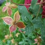Clematis viorna Flower