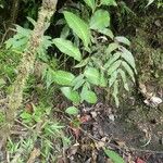 Centropogon costaricae Tervik taim