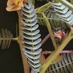 Chamaecrista mimosoides Hoja