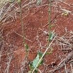 Nicotiana longiflora Агульны выгляд