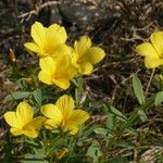 Linum campanulatum Habit