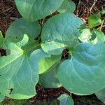 Asarum caudatum Leaf