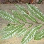 Vantanea parviflora 葉
