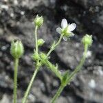 Arenaria ligericina Habit