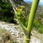 Ferula communis Diğer