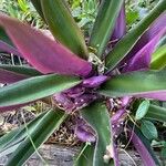 Tradescantia spathacea Floare