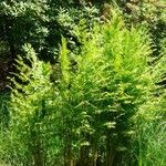 Osmunda regalis Fulla