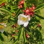 Stewartia rostrata Flower
