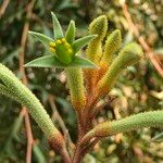 Anigozanthos spp. Habit