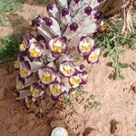 Cistanche violacea Other