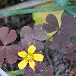 Oxalis corniculata 整株植物