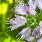 Hydrophyllum virginianum Flor
